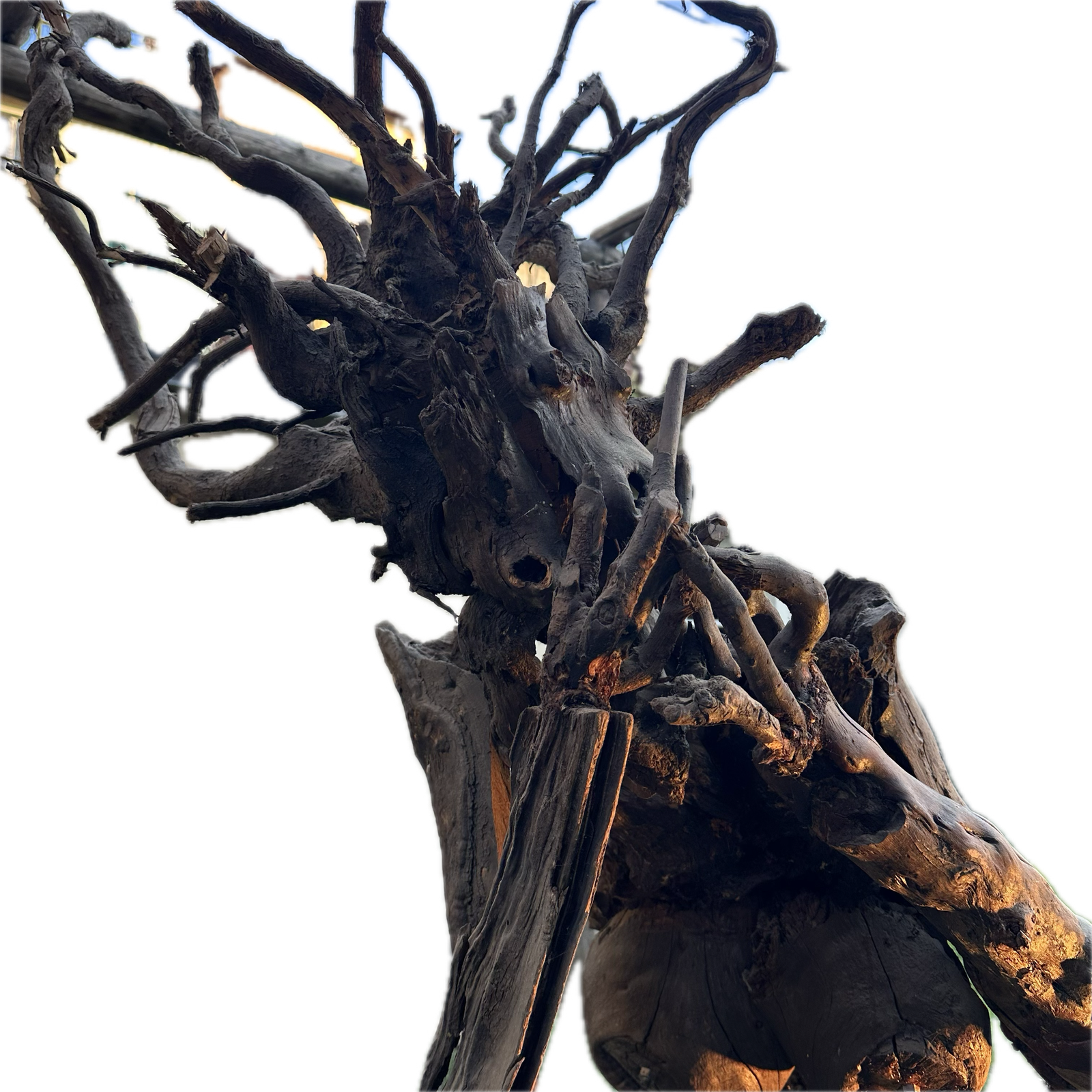 Een wortel met een bijzondere vorm, zoals Gualtiero ze in de natuur vindt — het uitgangspunt voor een nieuwe sculptuur.