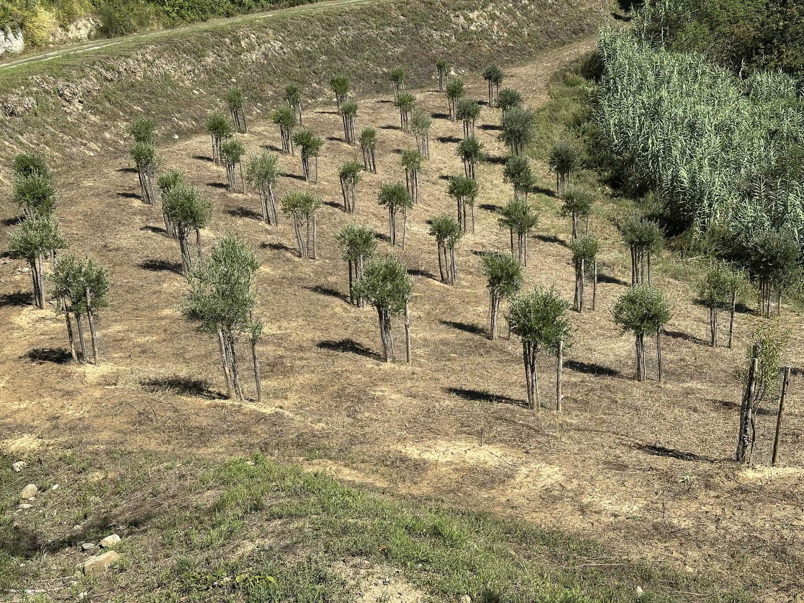 De olijfgaard van Casa Mumu zoals hij er nu bij staat, met volgroeide jonge bomen