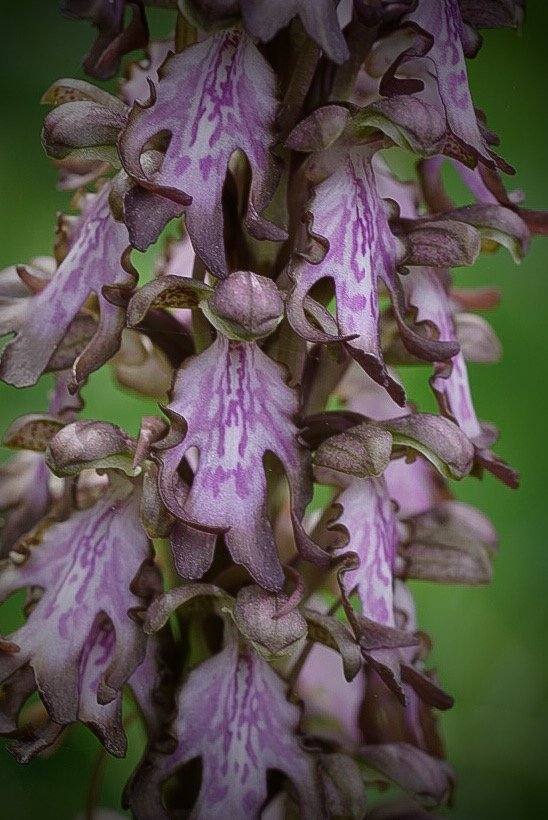 Wilde orchidee die bloeit in de tuin van Casa Mumu